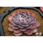 بذر اچوریا V. PEREGRINA