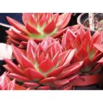 بذر اچوریا AGAVOIDES RED LEAF