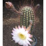 بذر کاکتوس اچینوپسیس رودوتریچا