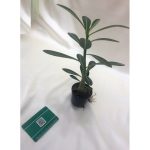 آدنیوم -سایز متوسط