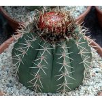 بذر کاکتوس ملو OAXACENSIS