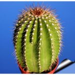 بذر کاکتوس NEOBUXBAUMIA POLYLOPHA