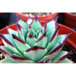 بذر اچوریا AGAVOIDES BLUE