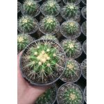 کاکتوس اچینو گروزنی سایز 8