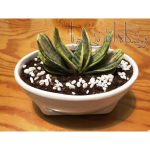 گاستریا گرین آیس - GASTERIA GREEN ICE
