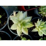 هاورتیا ابلق گلدان 8