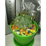 کاکتوس آستروفیتوم -ASTROPHYTUM ORNATUM