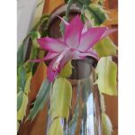 کاکتوس کریسمس ابلق - HOLIDAY CACTI
