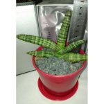سانسوریا بلوکلن - SENSEVIERIA BLUE CLONE