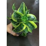 سانسوریا تسونای - SANSEVERA TSUNAMI