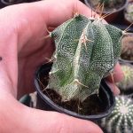 کاکتوس آستروفیتوم اورناتوم (astrophytum ornatum cactus) - سایز گلدان شش