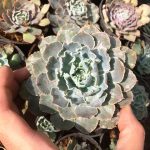 ساکولنت اچوریا شاویانا سایز گلدان 10 سانتی متر - Echeveria Shaviana