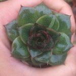 ساکولنت اچوریا پرپوزوریم سایز گلدان شش - Echeveria Pourposorum