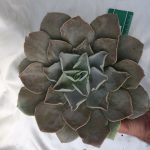 ساکولنت خاص اچوریا استریکتیفلورا سایز مادری - echeveria strictiflora