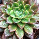 ساکولنت اچوریا مشکی مادری سایز بزرگ - Echeveria Black Prince - فروشگاه کهربا
