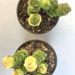 فروش ساکولنت سدم عروسکی بافت درشت سایز گلدان هشت-sedum anglicum
