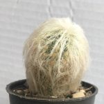 فروش کاکتوس اسپستوا ریتری - Espostoa ritteri cactus کاکتوس کهربا