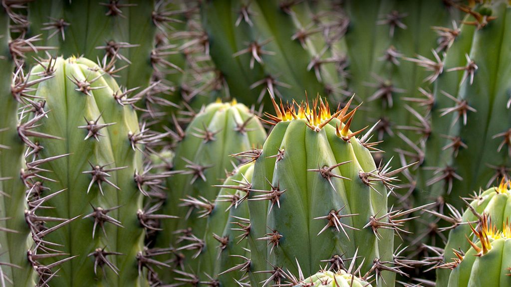تمام نکات مورد نیاز برای نگهداری و پرورش کاکتوس ها و روش های افزایش رشد کاکتوس ها- cactus