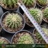 کاکتوس اچینو گروزونی ( echinocactus grusonii ) - سایز گلدان ده