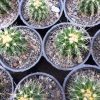 کاکتوس اچینو گروزونی ( echinocactus grusonii ) - سایز گلدان شش