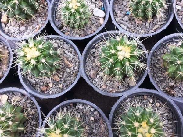 کاکتوس اچینو گروزونی ( echinocactus grusonii ) - سایز گلدان شش