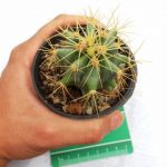 کاکتوس فرو تیغ زرد ( FEROCACTUS GLAUCESCENS ) - سایز گلدان هشت