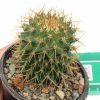 کاکتوس مامیلاریا Mammillaria Spinosissima - سایز گلدان هشت