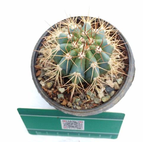 کاکتوس ملو آبی (melon cactus (blue color - سایز گلدان هشت