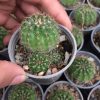 کاکتوس ملو سبز ( Melo cactus ) – سایز دهانه گلدان شش سانتی متر