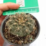 کاکتوس ژمینو کالیسیم Gymnocalycium Cactus - سایز گلدان هشت