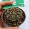 کاکتوس ژمینو کالیسیم Gymnocalycium Cactus - سایز گلدان هشت