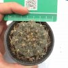 کاکتوس ژمینو کالیسیم Gymnocalycium Cactus - سایز گلدان هشت