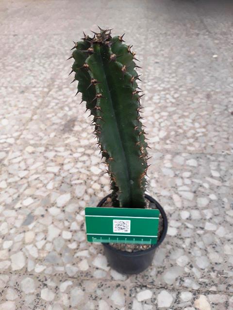 افوربیا کانارنسیس سبز سایز گلدان 10- Euphorbia canariensis
