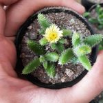 ساکولنت دلوسپرما اچیناتوم سایز گلدان شش - Delosperma echinatum
