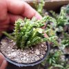 ساکولنت کراسولا بند کفشی سایز گلدان شش - Crassula muscosa