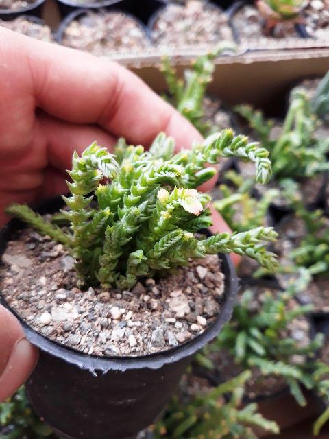 ساکولنت کراسولا بند کفشی سایز گلدان شش - Crassula muscosa