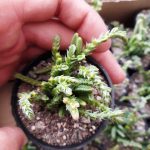 ساکولنت کراسولا بند کفشی سایز گلدان شش - Crassula muscosa