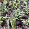ساکولنت کراسولا بند کفشی سایز گلدان شش - Crassula muscosa