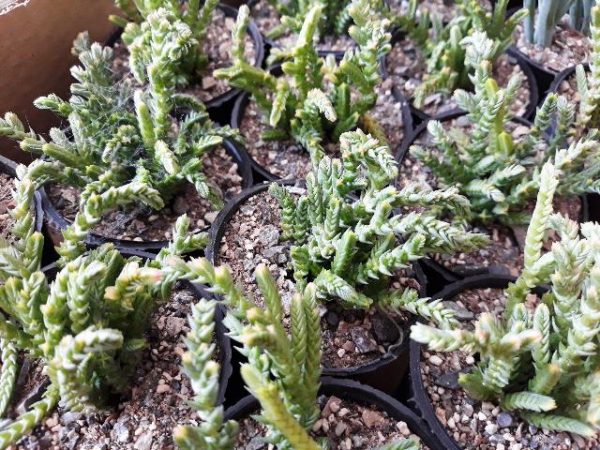 ساکولنت کراسولا بند کفشی سایز گلدان شش - Crassula muscosa
