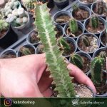 افوربیا تریگونا برگ سبز(Euphorbia trigona Red Leaf) - سایز گلدان 6