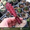 افوربیا تریگونا برگ قرمز (Euphorbia trigona Red Leaf) – سایز گلدان ۱۰افوربیا تریگونا برگ قرمز (Euphorbia trigona Red Leaf) – سایز گلدان ۱۰