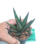 هاورتیا خاص و کلکسیونی (Haworthia pumila) - سایز گلدان هشت
