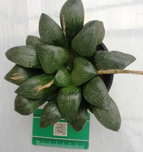 هاورتیا کرکتا کلکسیونری مادری (haworthia correcta) - سایز گلدان 10 پر