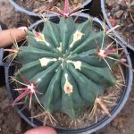 کاکتوس فرو لاتیسپینوس تیغ قرمز (ferro latispinus cactus) - سایز گلدان 14