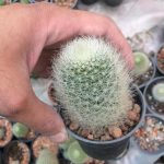 کاکتوس ماتوکانا هاینی ( Matucana Haynei Cactus) - سایز گلدان هشت پر