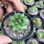 کاکتوس مامیلاریا ملانوسنترا (Mammillaria melanocentra) - سایز گلدان شش