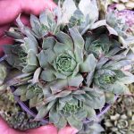 ساکولنت سمپرویوم لب ماتیکی گلدان ده مادری پر بچه- SEMPERVIVUM