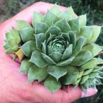 ساکولنت سمپرویوم لب ماتیکی گلدان شش پر بچه- SEMPERVIVUM