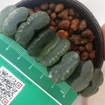 هاورتیا ترانکاتا کلکسیونی (haworthia truncata ) - سایز گلدان هشت