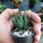 هاورتیا گورخری (آتنوتا) haworthia attenuata - سایز گلدان شش